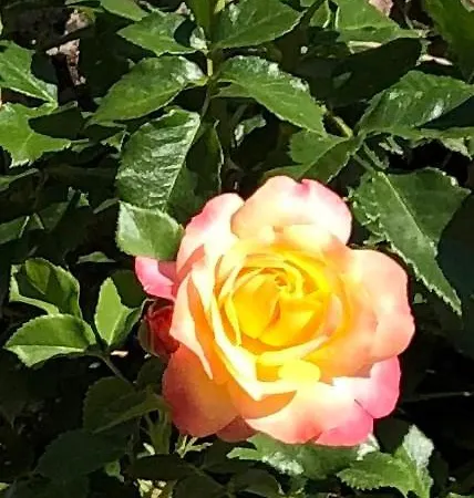 Le Kesbel Entre Strasbourg Et Colmar En Centre Alsace Appartement Lièpvre