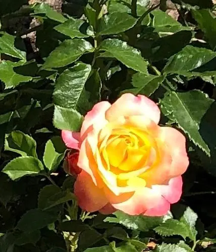 Le Kesbel Entre Strasbourg Et Colmar En Centre Alsace Apartment Liepvre